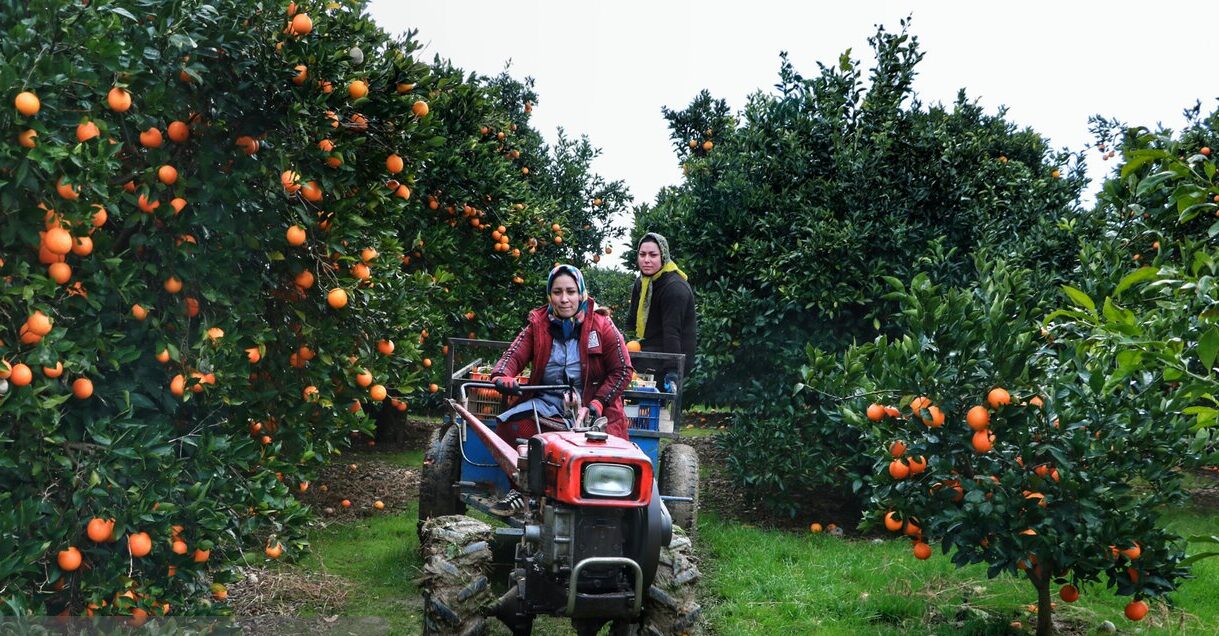 فصل چیدن پرتقال‌ها | روزهای نارنجی در مازندران